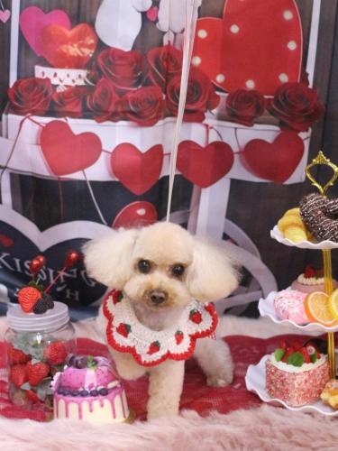 20250220こむぎちゃん